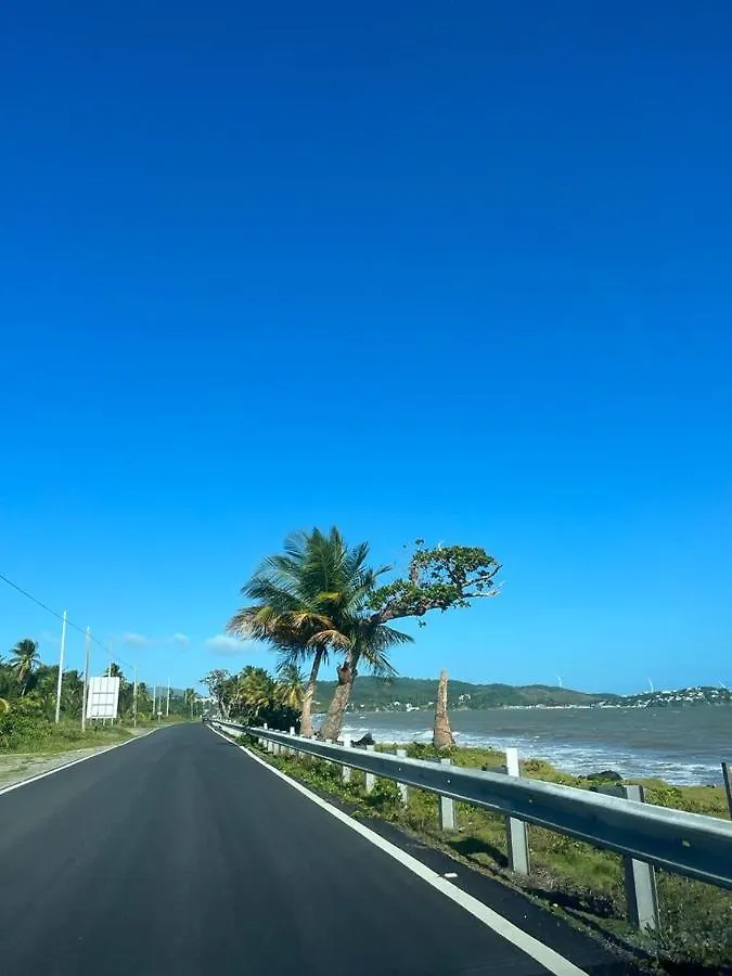 הקונטקטים של Tropical Prince
